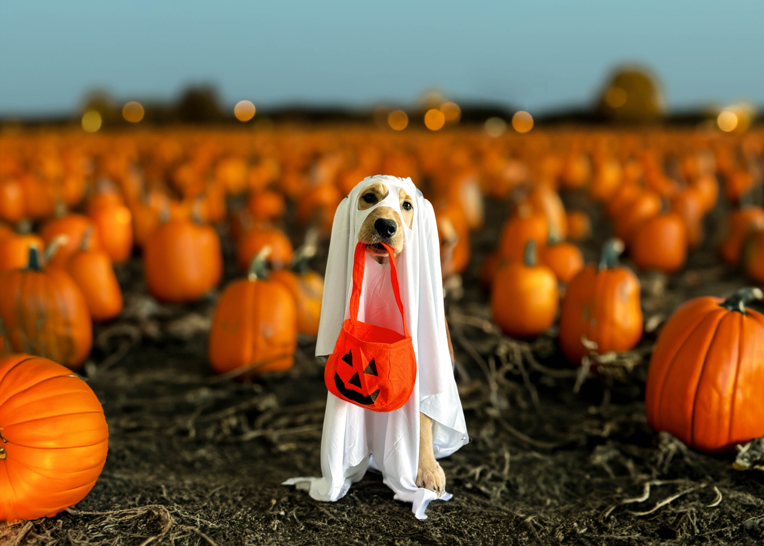 October 2025 Market Update